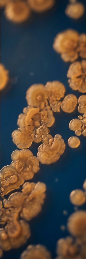 Golden microbial colonies against deep blue, microscopy aesthetic